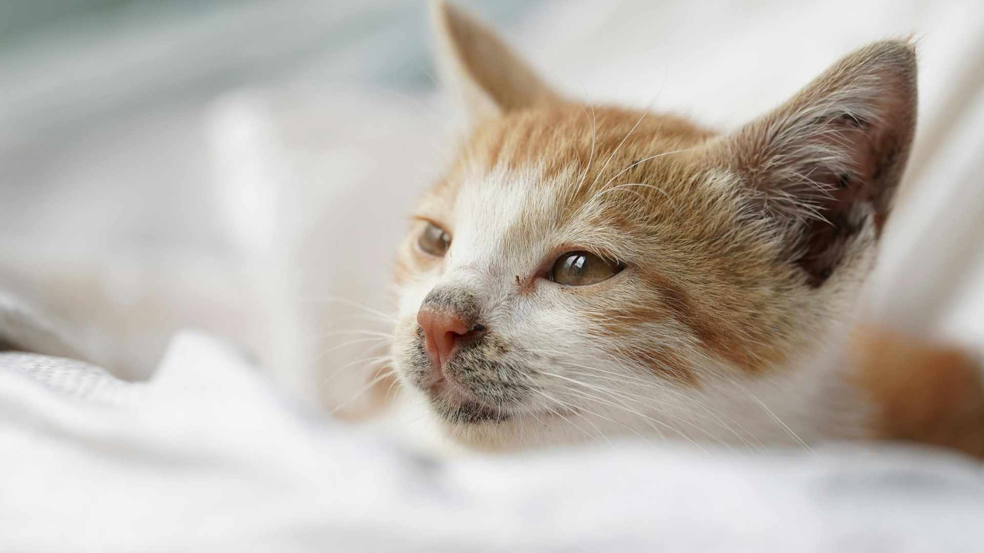 gatito con mala cara